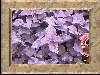 Click on the thumbnail to see the full image